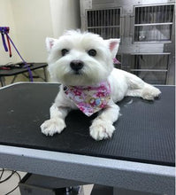Big sale 10pcs/lot Cotton Fashion Adjustable New Dog Puppy Pet bandana Collar dog bandanas scarf Pet tie SP15-8 different choice